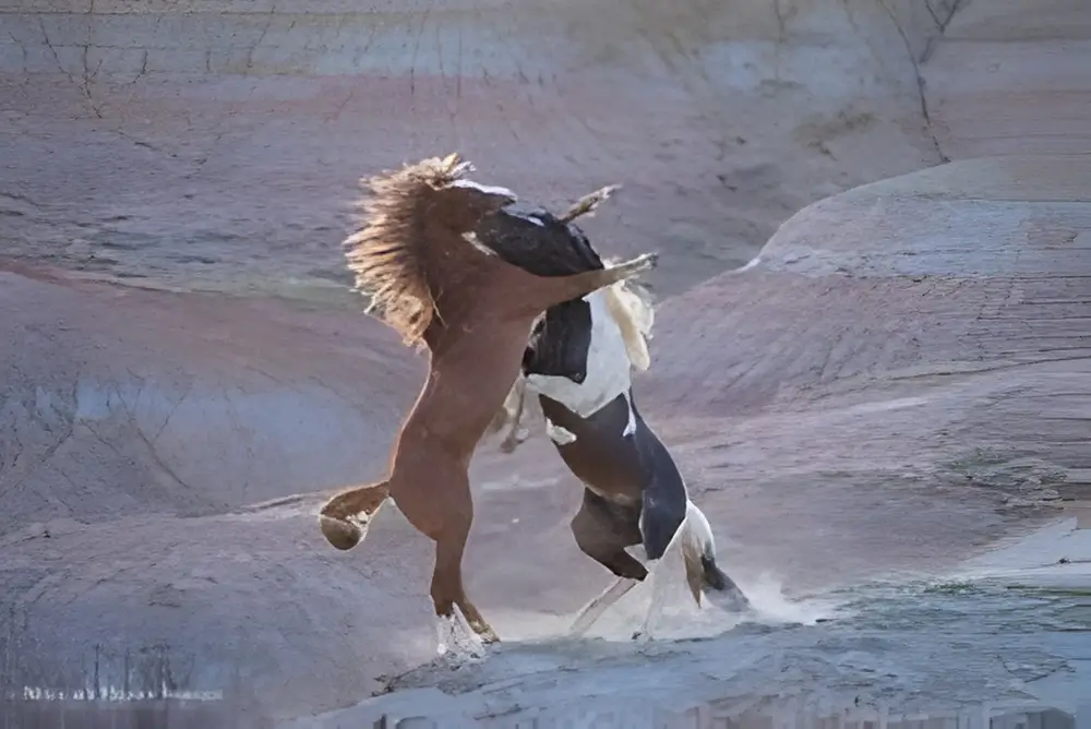 Two wild stallions rearing and sparring in Sand Wash Basin