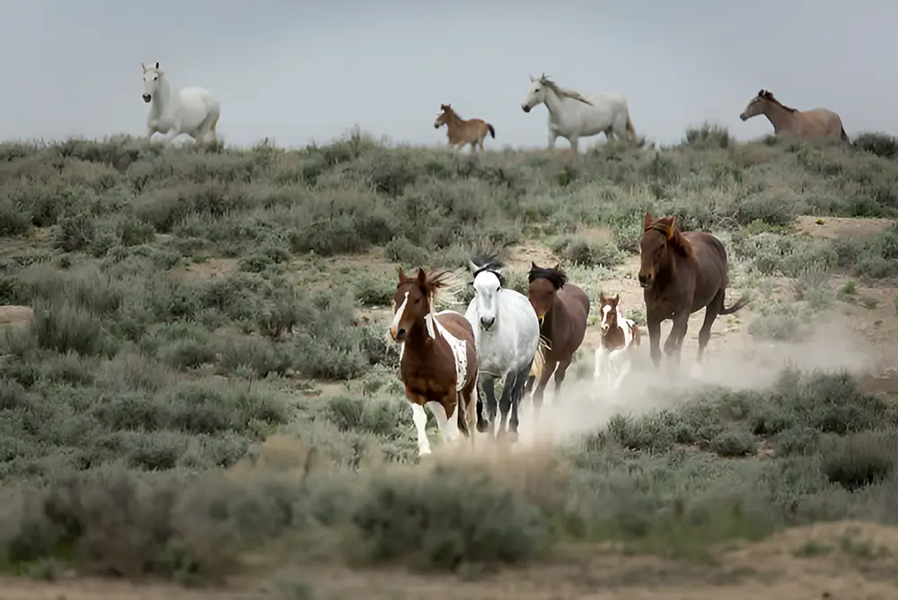 Band of wild mustangs running through sagebrush in Sand Wash Basin, Colorado
